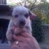 Vendo Cuccioli di australian cattle dog