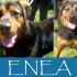 Enea dolce incrocio rottweiler