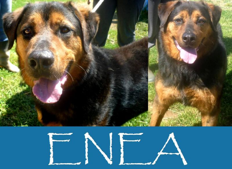 Enea dolce incrocio rottweiler