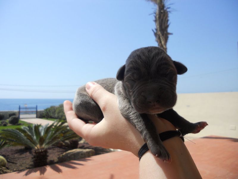 CUCCIOLI DI CANE CORSO ORIGINALI