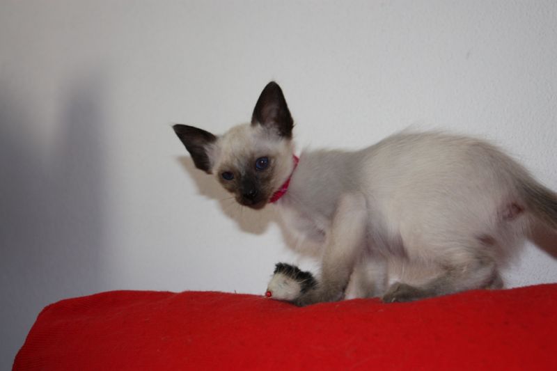 BALINESE SIAMESE PELO SEMILUNGO DOLCISSIMI