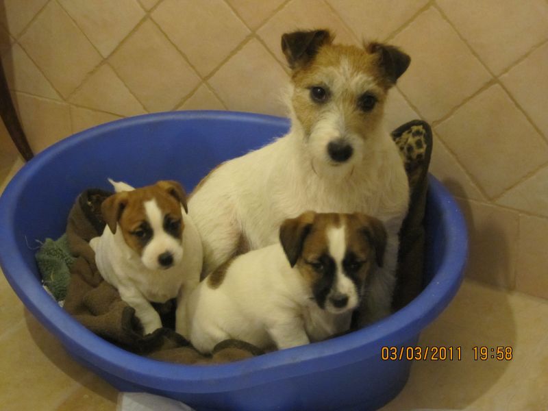 CUCCIOLI DI JACK RUSSELL TERRIER DISPONIBILI