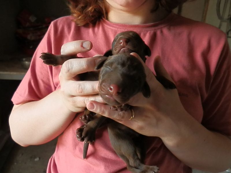 Cuccioli di Dobermann