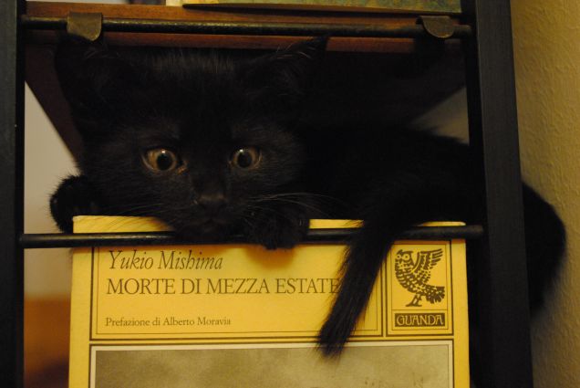 Gatto da biblioteca