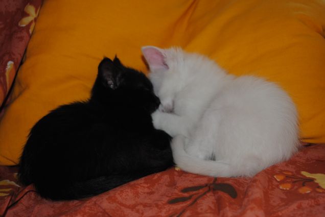 amore in bianco e nero