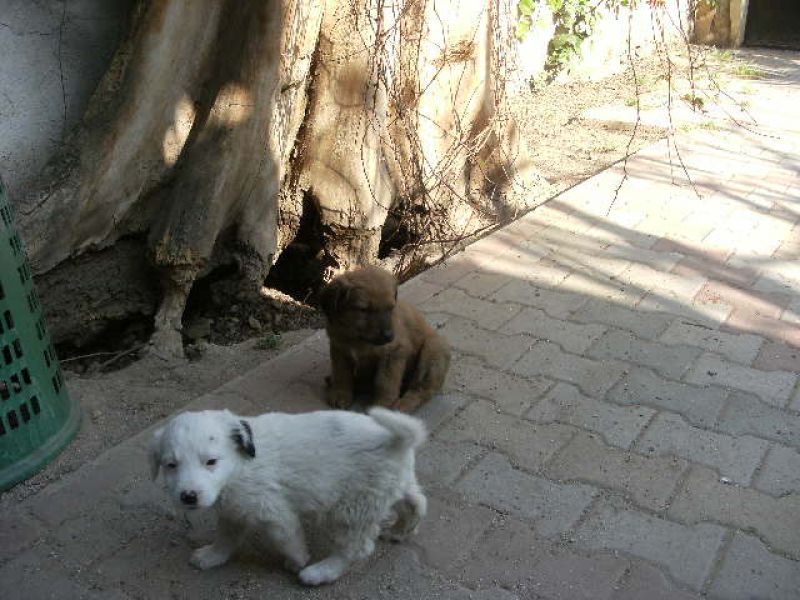 regalo cuccioli di cane