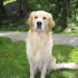 Cerco femmina golden retriever per accoppiamento