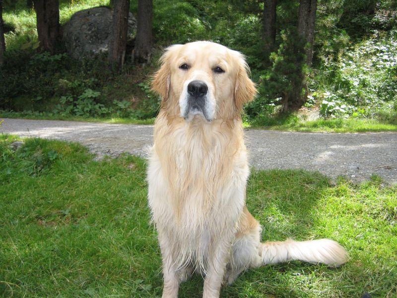 Cerco femmina golden retriever per accoppiamento