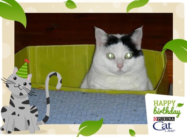 la mia piccola fatina trilli