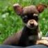 cerco cucciolo tipo chihuahua o pinscher toy i