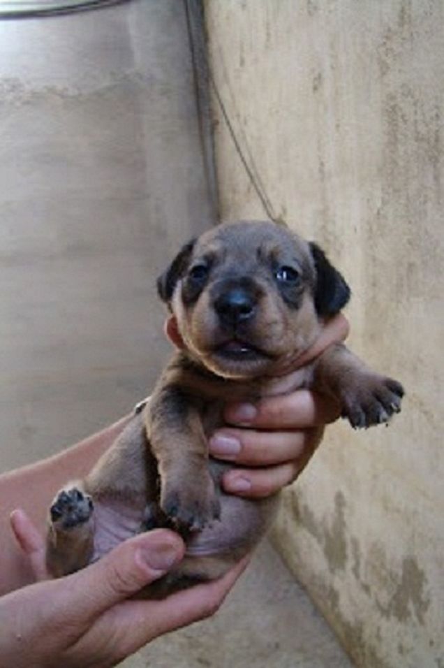 Dalla Spagna con amore