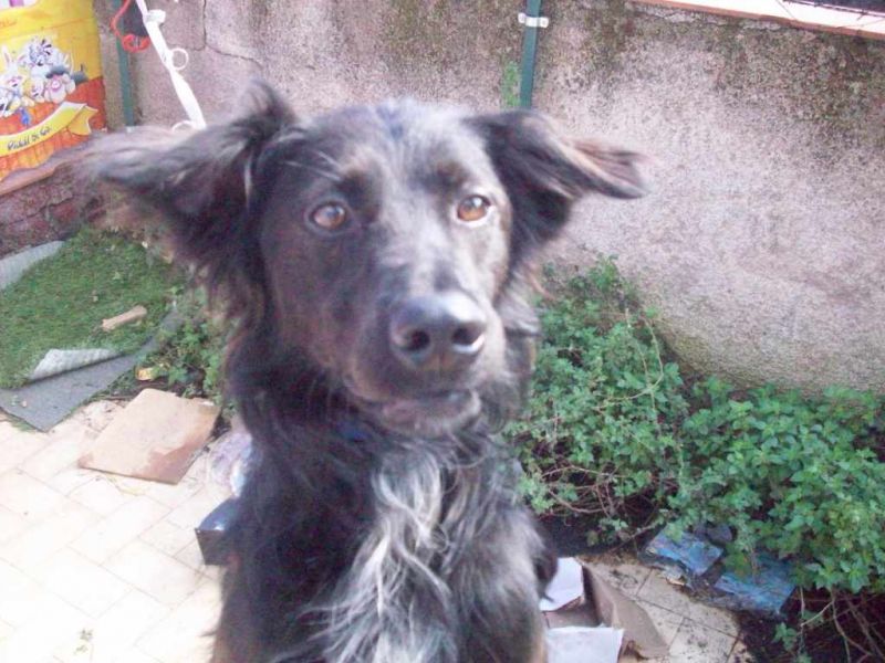 Cagnolino cerca casa