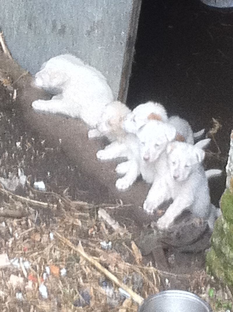 6 cuccioli di cane in cerca di padroni affettuosi