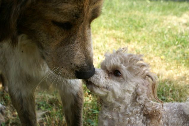 IL mio cane