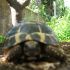 Cerco tartarughe terrestri