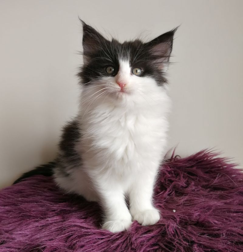 Cucciolo gatto norvegese delle foreste