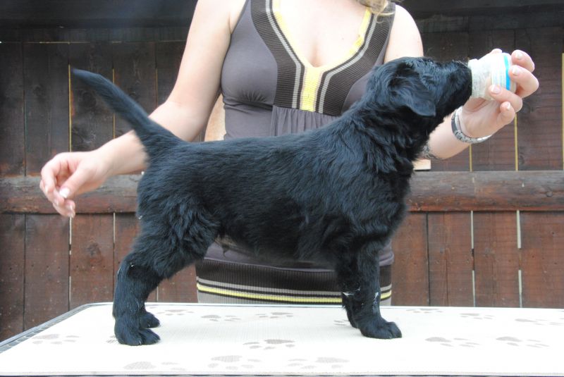 meravigliosi cuccioli flatcoated retriever