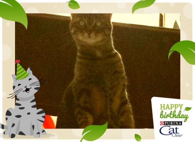 Ho sentito il rumore inconfondibile del sacchetto delle crocchette!!