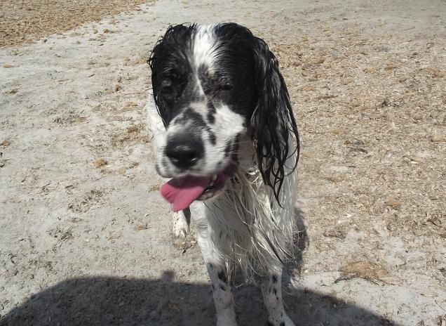 Gli amici più sinceri