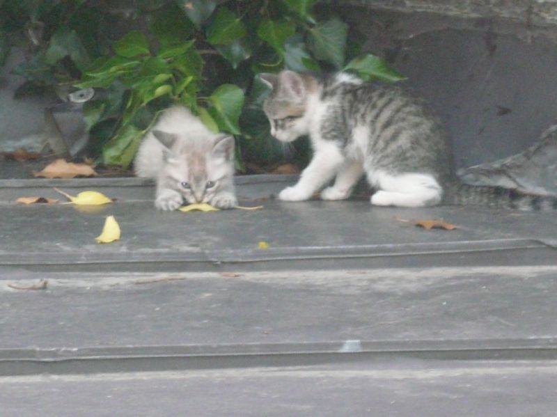 cinque gattini cercano casa