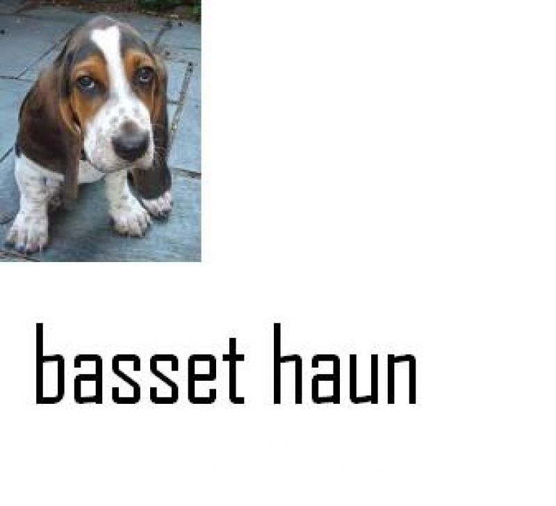 basset haund