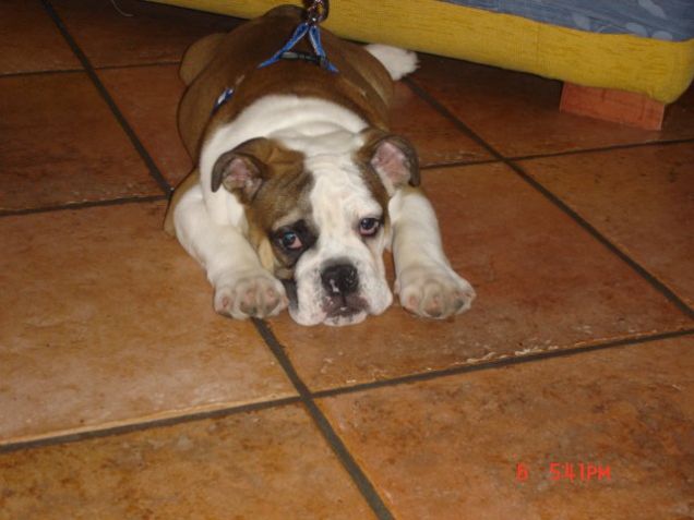 VASCO... cucciolo di 3 medi di BULLDOG