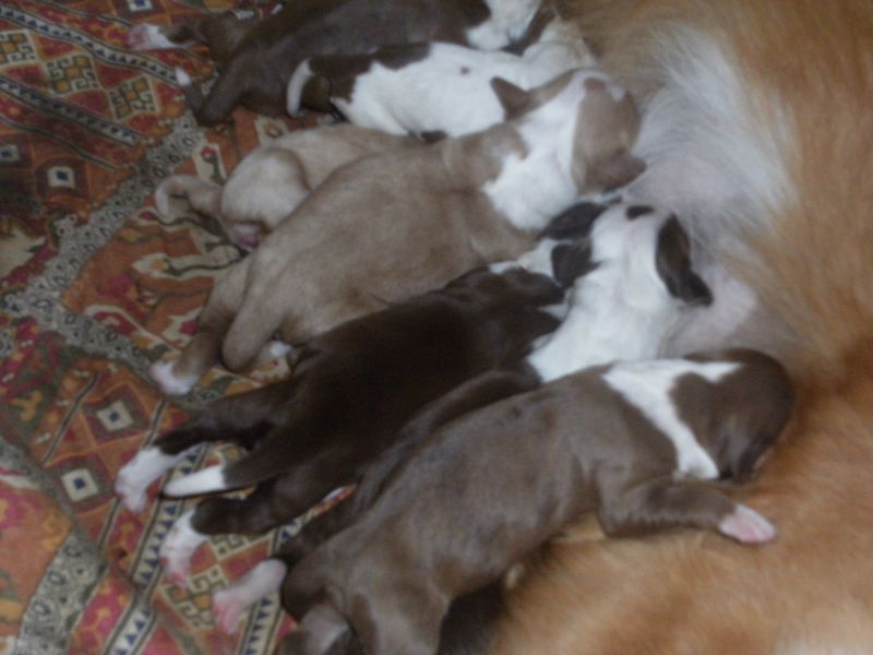 regalo cuccioli meticci di breton