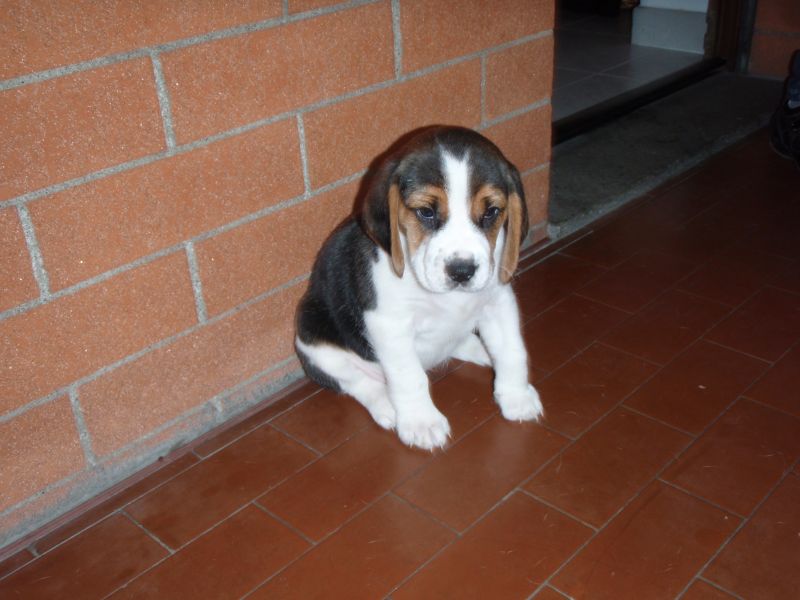 cuccioli di beagle