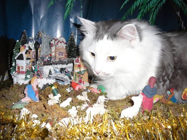 Presepe con gatto.