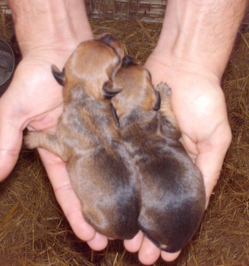 Cuccioli bassotto kaninken/nano fulvo