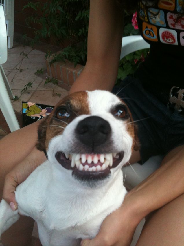 Chiccone sorridente