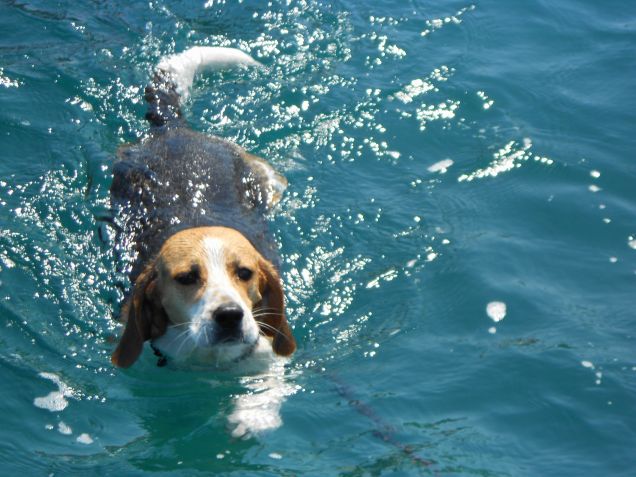 martha.....come nuota!!!