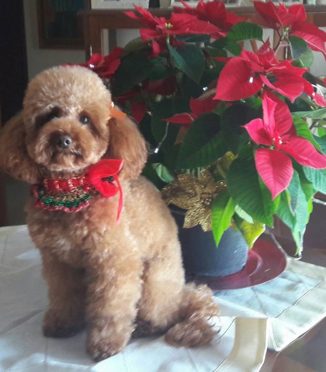 Vicktoria Queen of Pasadena