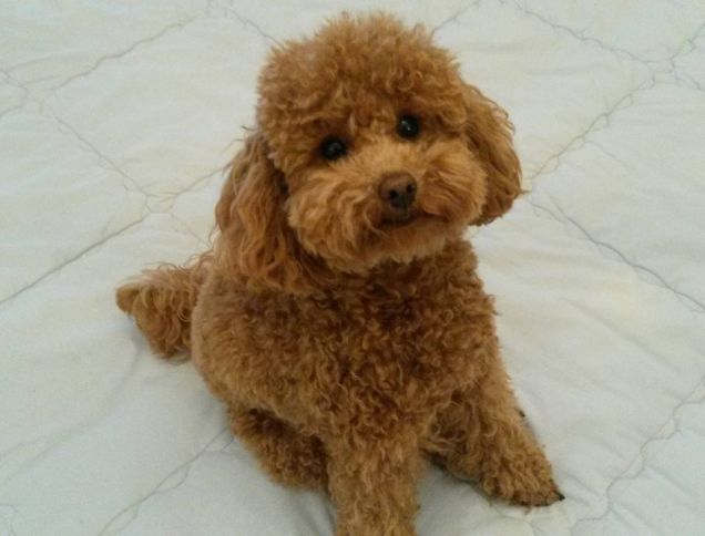 Vicktoria Queen of Pasadena 6 m