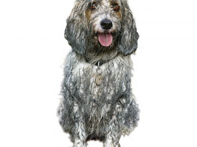TONUS DOG CHOW