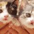 Regalo tre bellissimi gattini
