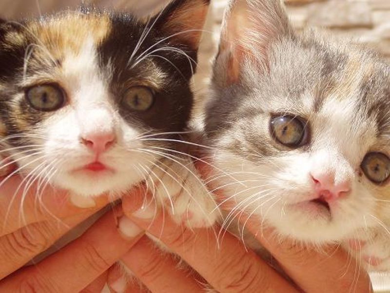 Regalo tre bellissimi gattini