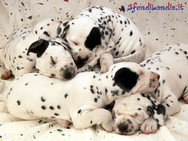 Dolcissimi cuccioli di dalmata