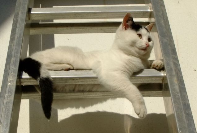 Felino su scalino