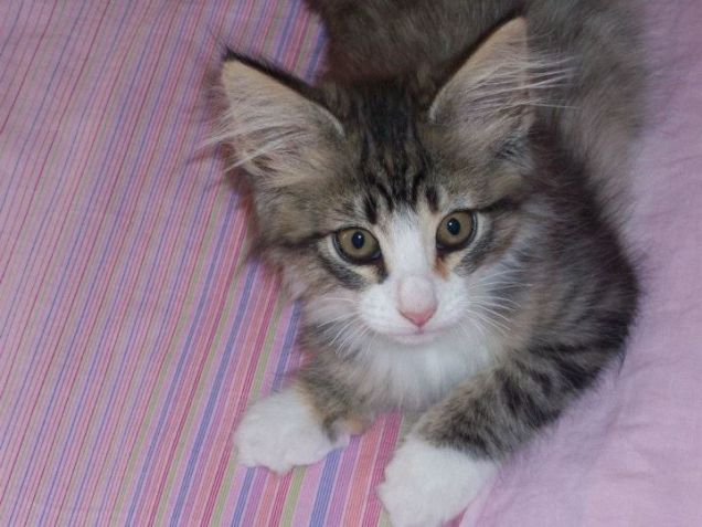 2012 - Aveva un anno