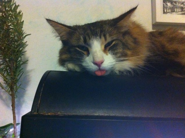 Dormendo sull'acquario