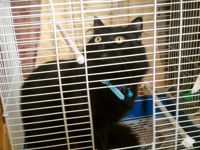 Il gatto in gabbia