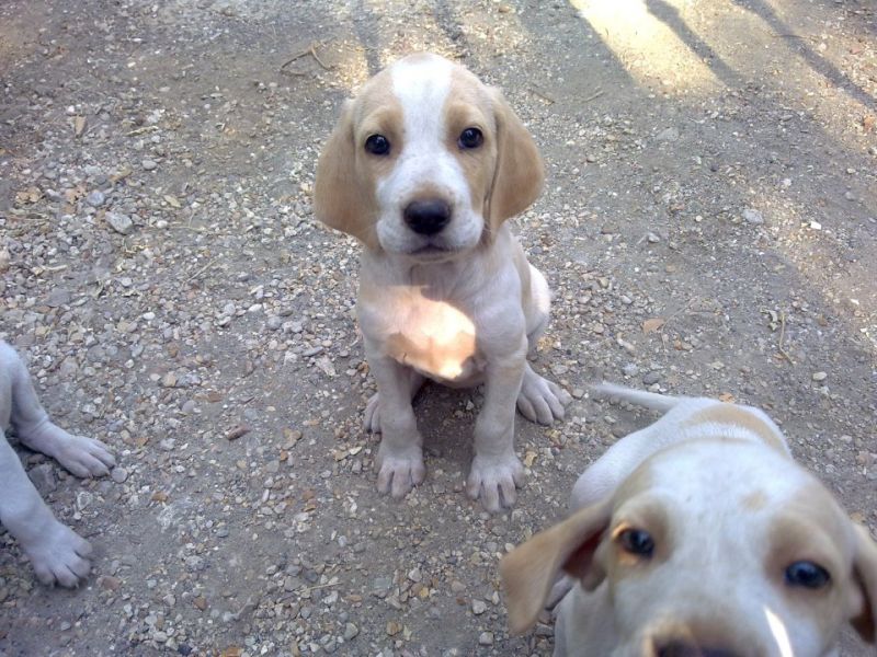 cuccioli meticci, mamma bracco italiano