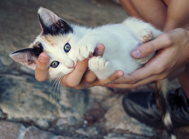 Brise' la mia cucciolina di gatto