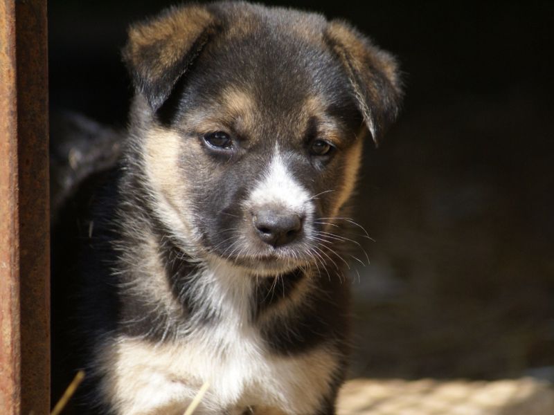 Cerco cucciolo in regalo