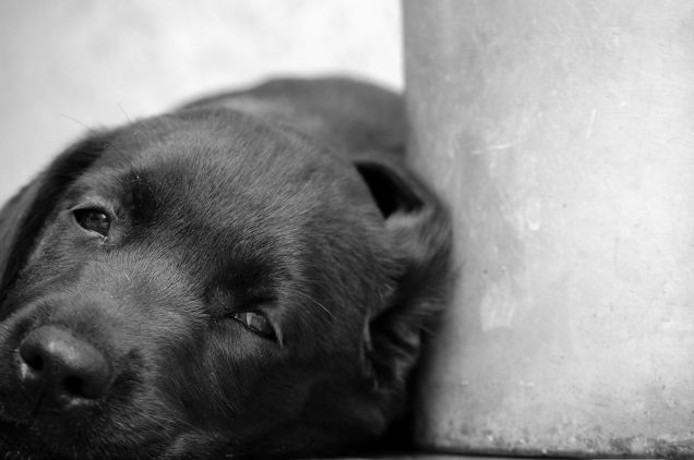 UN CUCCIOLO IN FAMIGLIA