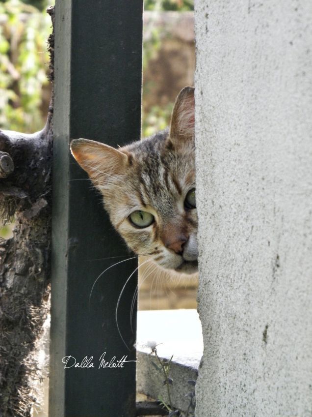 Oh,mi Ã¨ sembrato di vedere un gatto!