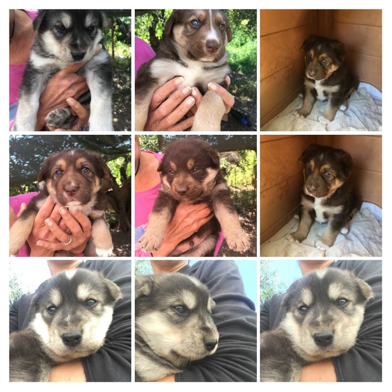 Quattro bellissimi cucciolotti di mix husky 