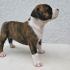 Cuccioli di Amstaff disponibili