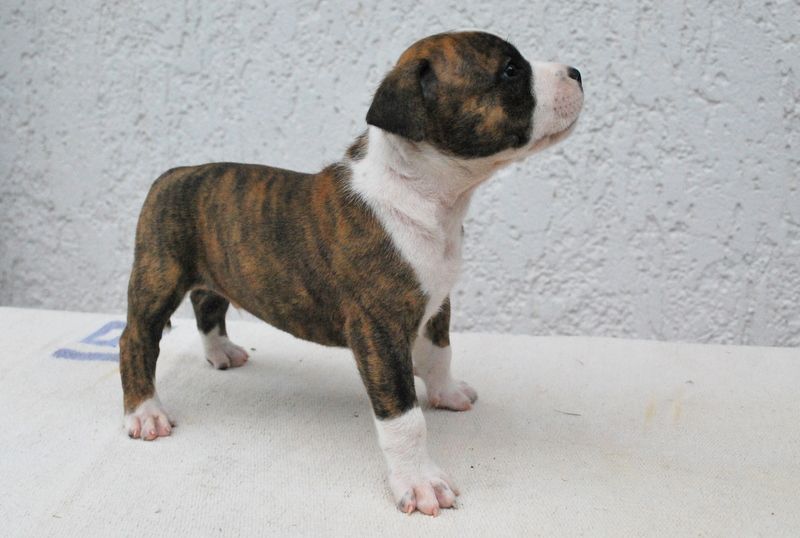 Cuccioli di Amstaff disponibili